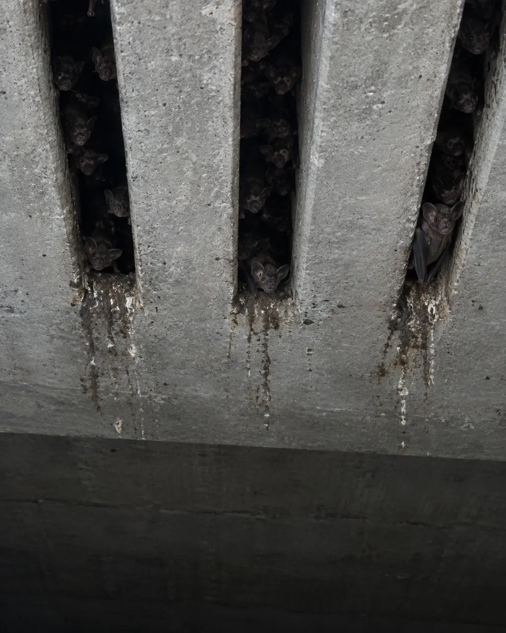 Parte inferior de un tablero de concreto vista desde abajo, con hileras de ranuras estrechas y profundas ocupadas por murciélagos; algunas cabezas asoman por los bordes.