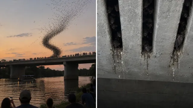 Unas grietas bajo un puente de Austin atrajeron a cientos de miles de murciélagos, y los vecinos pidieron erradicarlos