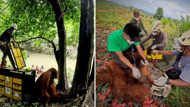 Un orangután en el árbol equivocado: el rescate en una plantación de caucho de Sumatra
