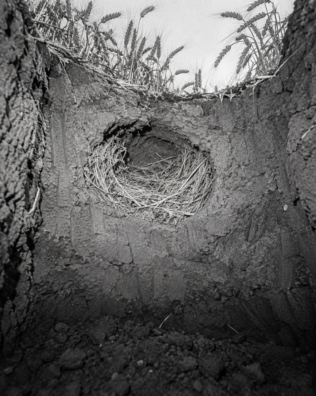 Nido de hámster expuesto en una pared de tierra con marcas de herramientas, visto desde el fondo de un pozo