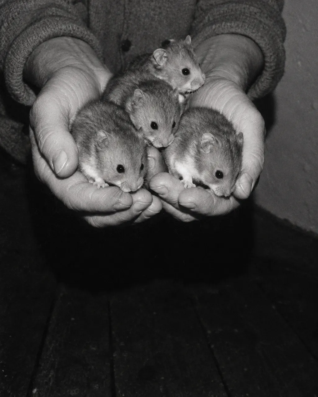 Dos manos adultas juntas en forma de cuenco a la altura del pecho, fotografiadas de noche con flash