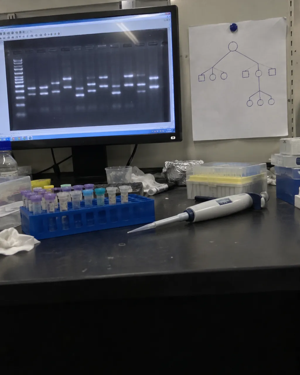 Mesa de laboratorio con una gradilla de tubos de muestra, una pipeta y un monitor que muestra un gel de ADN con filas de bandas luminosas; al lado hay un árbol genealógico dibujado a mano.