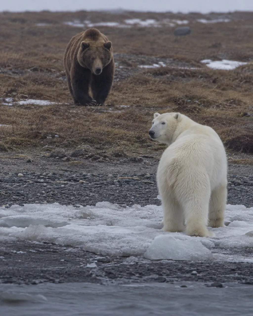 Una osa polar adulta de pelaje blanco, de pie al borde del hielo marino fragmentado en la orilla de una isla ártica, gira la cabeza por encima del hombro.
