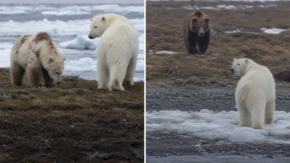 Ocho osos mitad polares y mitad pardos nacieron libres en el Ártico de Canadá, y su ADN reveló que eran una sola familia