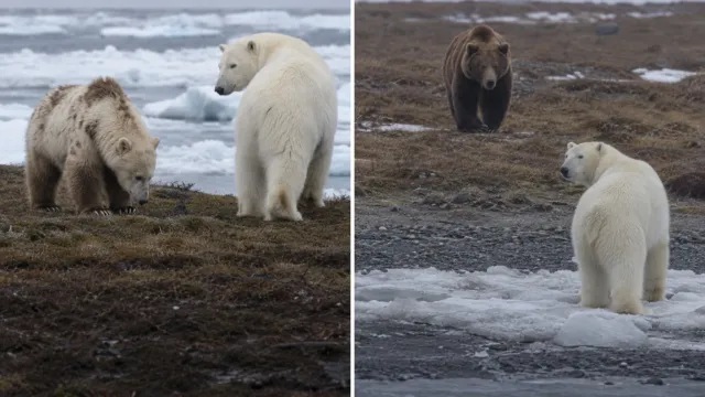 Ocho osos mitad polares y mitad pardos nacieron libres en el Ártico de Canadá, y su ADN reveló que eran una sola familia