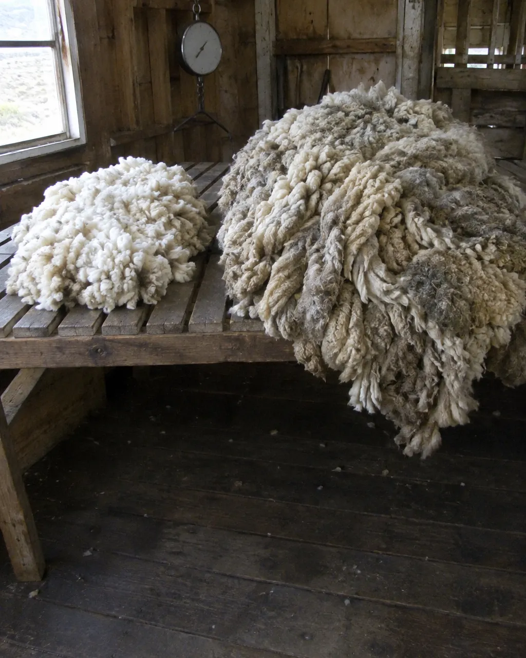 Dos vellones de merino recién esquilados sobre una mesa de madera: uno de tamaño normal y otro enorme y apelmazado que desborda la mesa