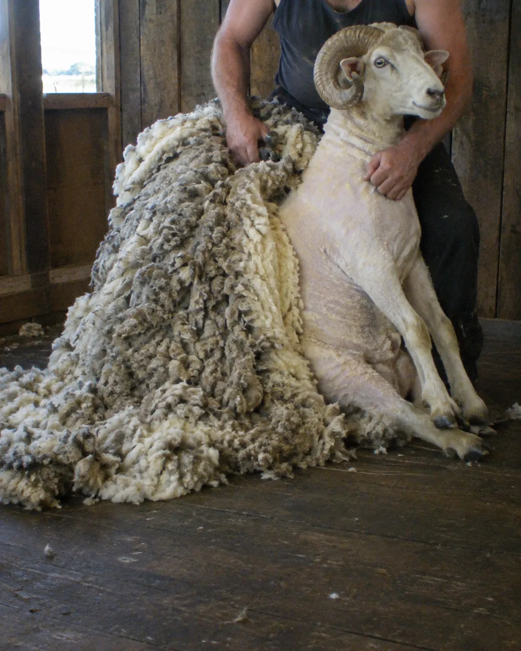 Merino a medio esquilar, sentado sobre la tarima de madera de un galpón, sostenido por las manos y rodillas de un esquilador cuyo rostro no aparece