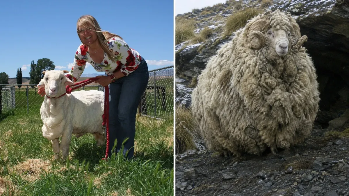 Shrek, la oveja que pasó seis años escondida en las montañas de Nueva Zelanda y reapareció irreconocible