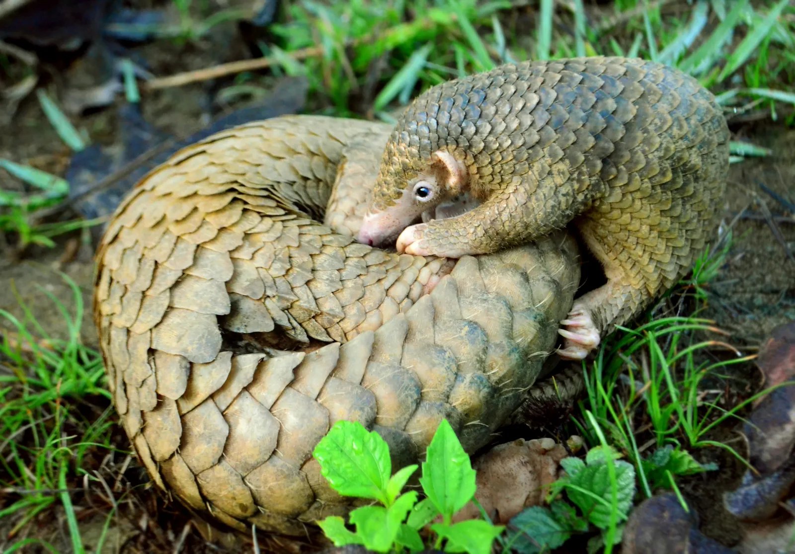 Un pangolín con el cuerpo cubierto de escamas