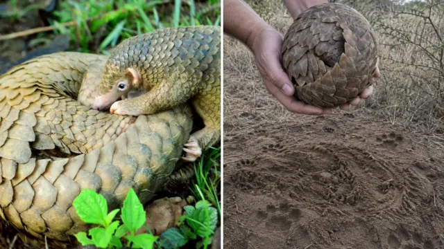 Unos cachorros de león pasaron seis horas sin poder abrir a un pangolín. Su mayor amenaza es otra
