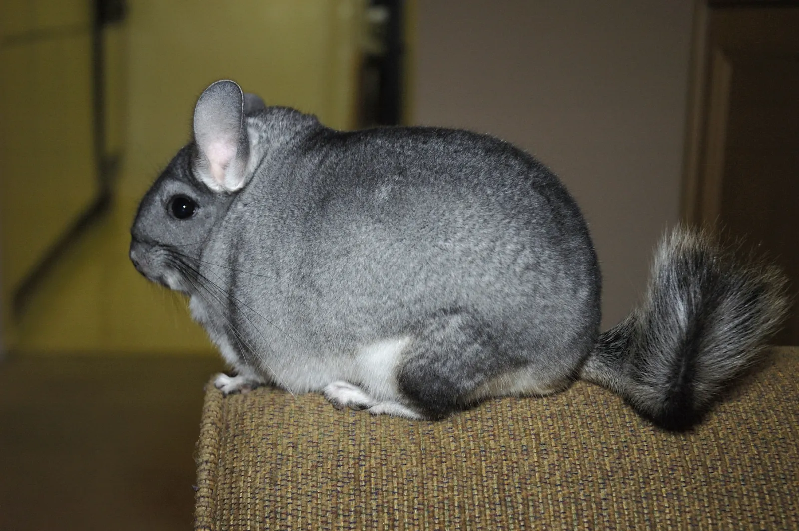 Pelaje denso de chinchilla