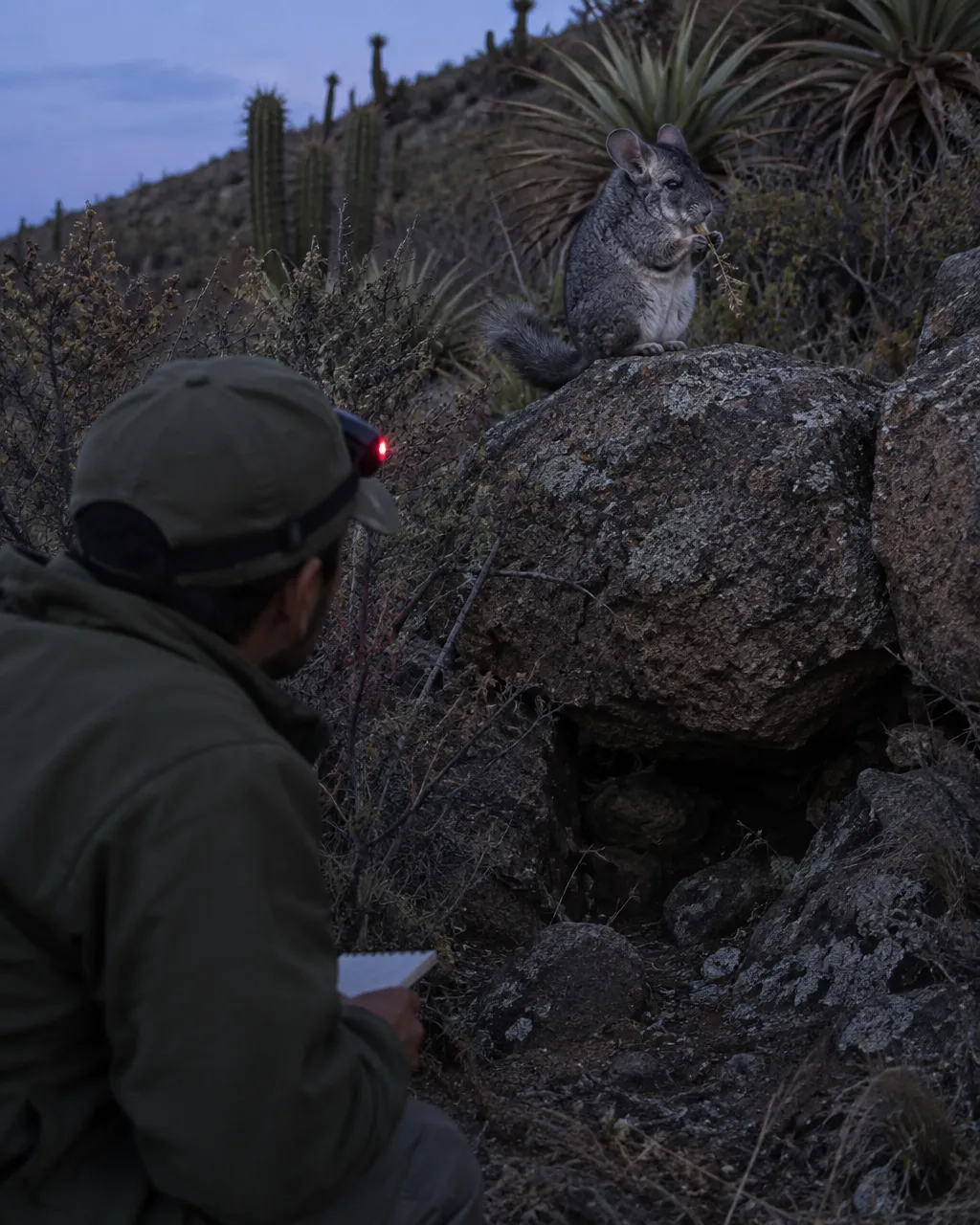 Guardaparque visto de espaldas, agachado en una ladera rocosa y seca bajo la luz azul del anochecer
