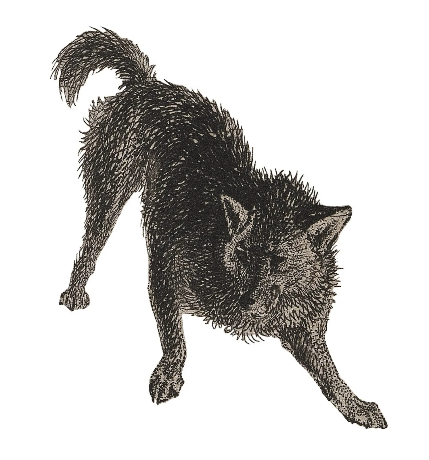 Grabado de 1839 de un «perro fueguino», publicado en el relato de los viajes del Adventure y el Beagle