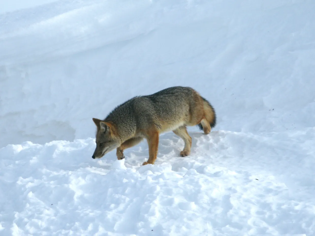 Culpeo de pelaje gris pardo que camina olfateando la nieve en Ushuaia