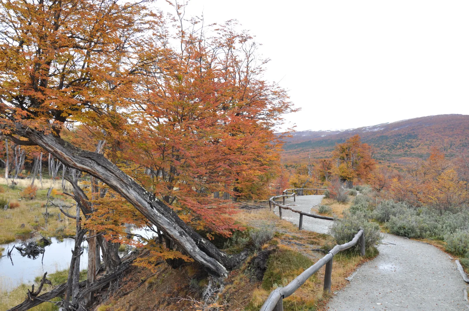 Sendero junto a lengas de hojas rojizas en otoño, en el Parque Nacional Tierra del Fuego