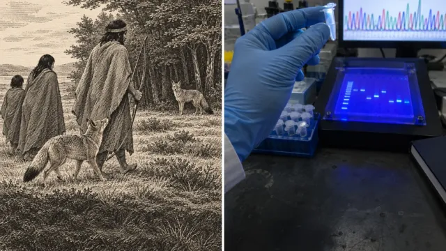 Todos los perros vienen del lobo, pero el «perro» que salía a cazar con los selk’nam no