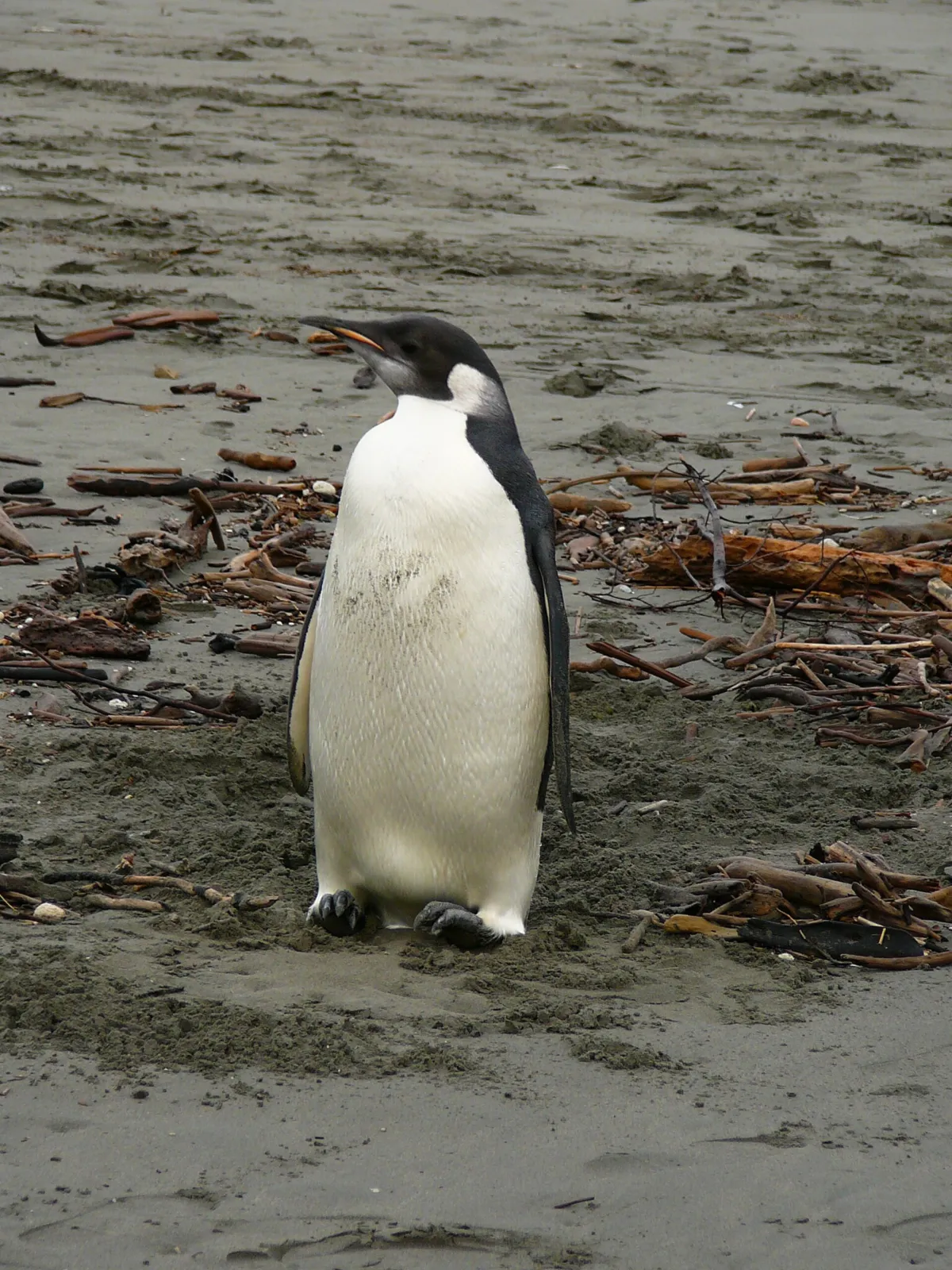 Pingüino emperador joven de pie sobre la arena de la playa de Peka Peka, en Nueva Zelanda