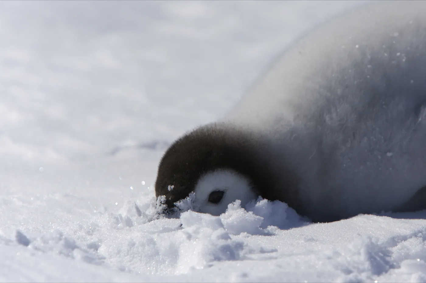 Pingüino emperador joven con la cara metida en la nieve, en la Antártida