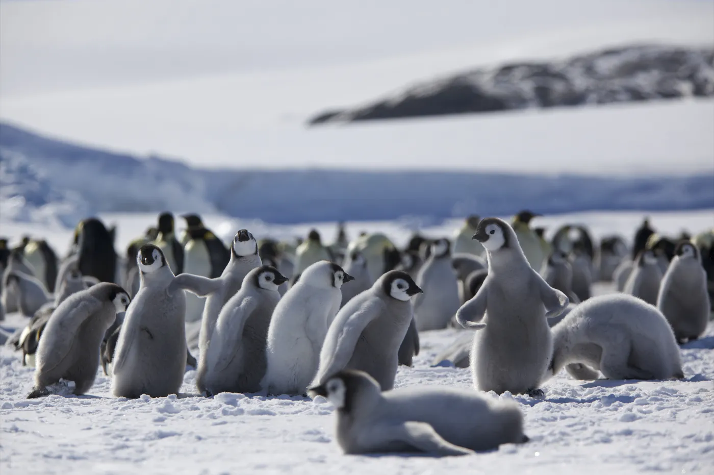 Grupo de pingüinos emperador jóvenes sobre el hielo, con el paisaje antártico detrás