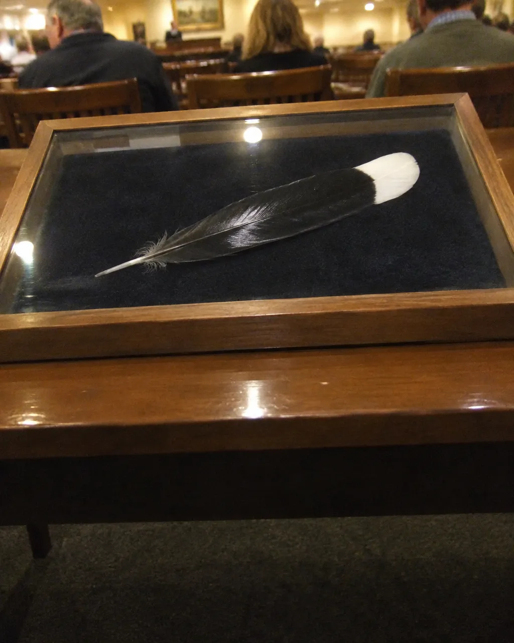 Una pluma de cola de huia, negra y brillante con la punta blanca, sola sobre terciopelo oscuro dentro de una vitrina de vidrio con marco de madera
