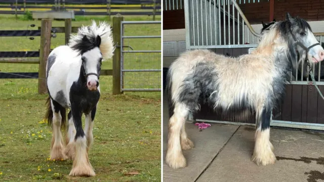 Abandonado entre vacas, este potrillo no sabía ser caballo