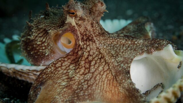 Pulpo del coco asomado entre cáscaras en el fondo del mar