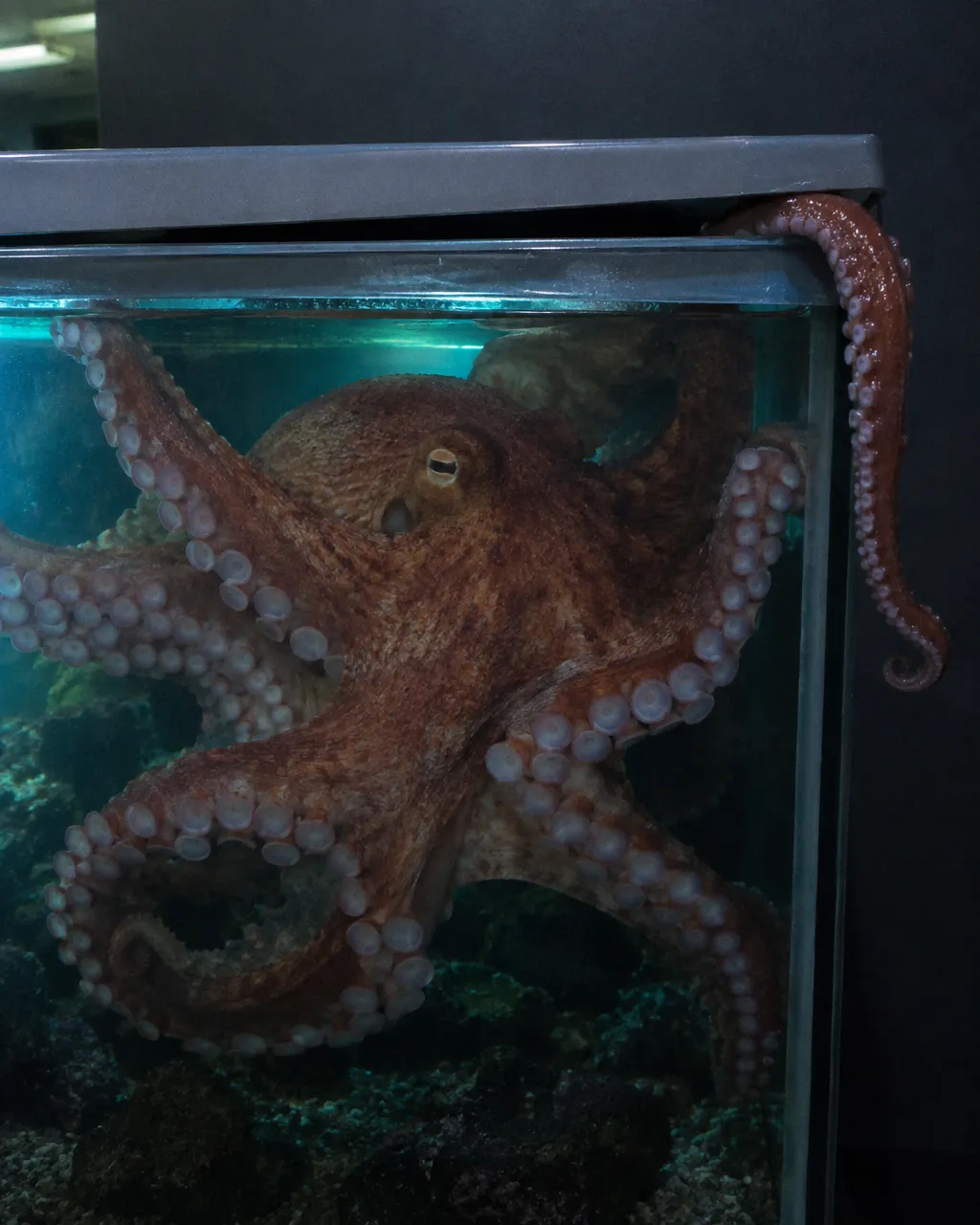 Un pulpo grande de color marrón rojizo ocupa casi todo un tanque de exhibición, con el manto y varios brazos apoyados contra el vidrio