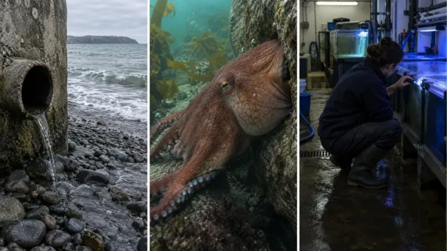 Inky, el pulpo del tamaño de una pelota de rugby que escapó por un agujero de 15 centímetros