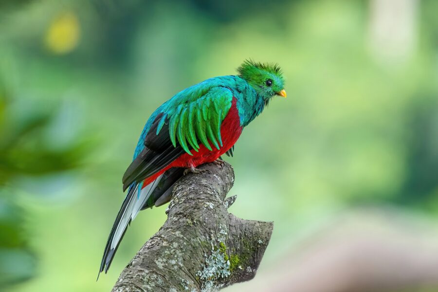 Quetzal macho de plumaje verde y pecho rojo posado en una rama