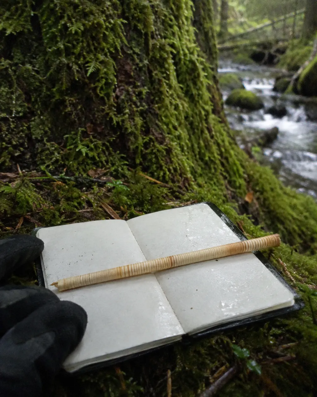 Muestra cilíndrica y delgada de madera de pícea sobre una libreta de campo abierta, apoyada en el musgo al pie de un tronco enorme; se distinguen anillos de crecimiento de distinto ancho