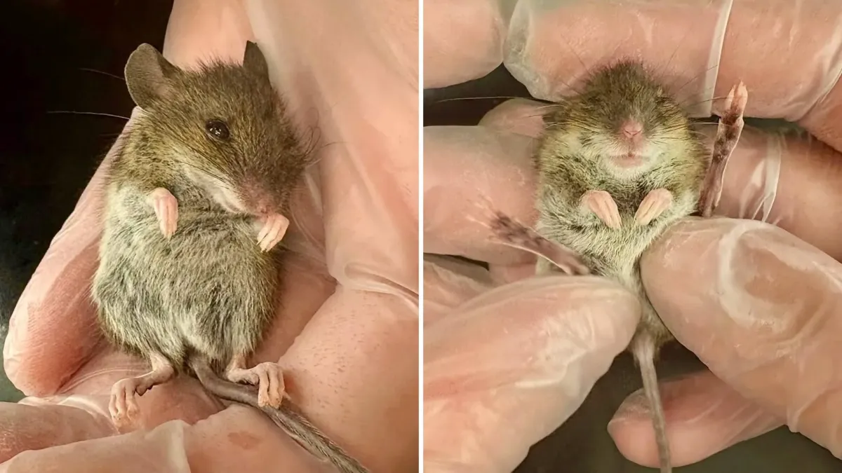 Seamus, el ratón que escapó de un gato con una marca en el pecho