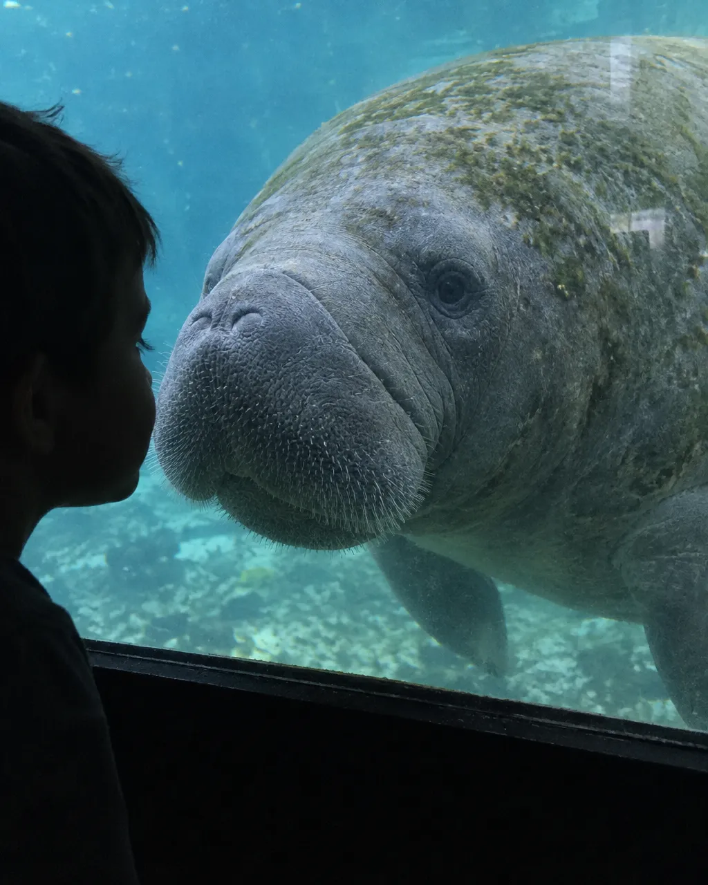 Silueta de perfil de un niño con la nariz casi pegada al vidrio de una ventana submarina, frente a la cabeza enorme de un manatí en el agua azul verdosa de un manantial