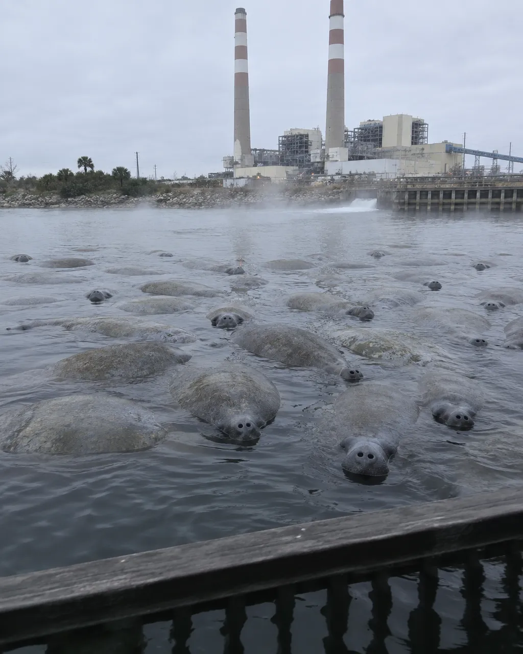 Decenas de lomos y hocicos grises de manatí apretados en la superficie de un canal de descarga, con vapor sobre el agua y dos chimeneas a rayas de una central eléctrica al fondo