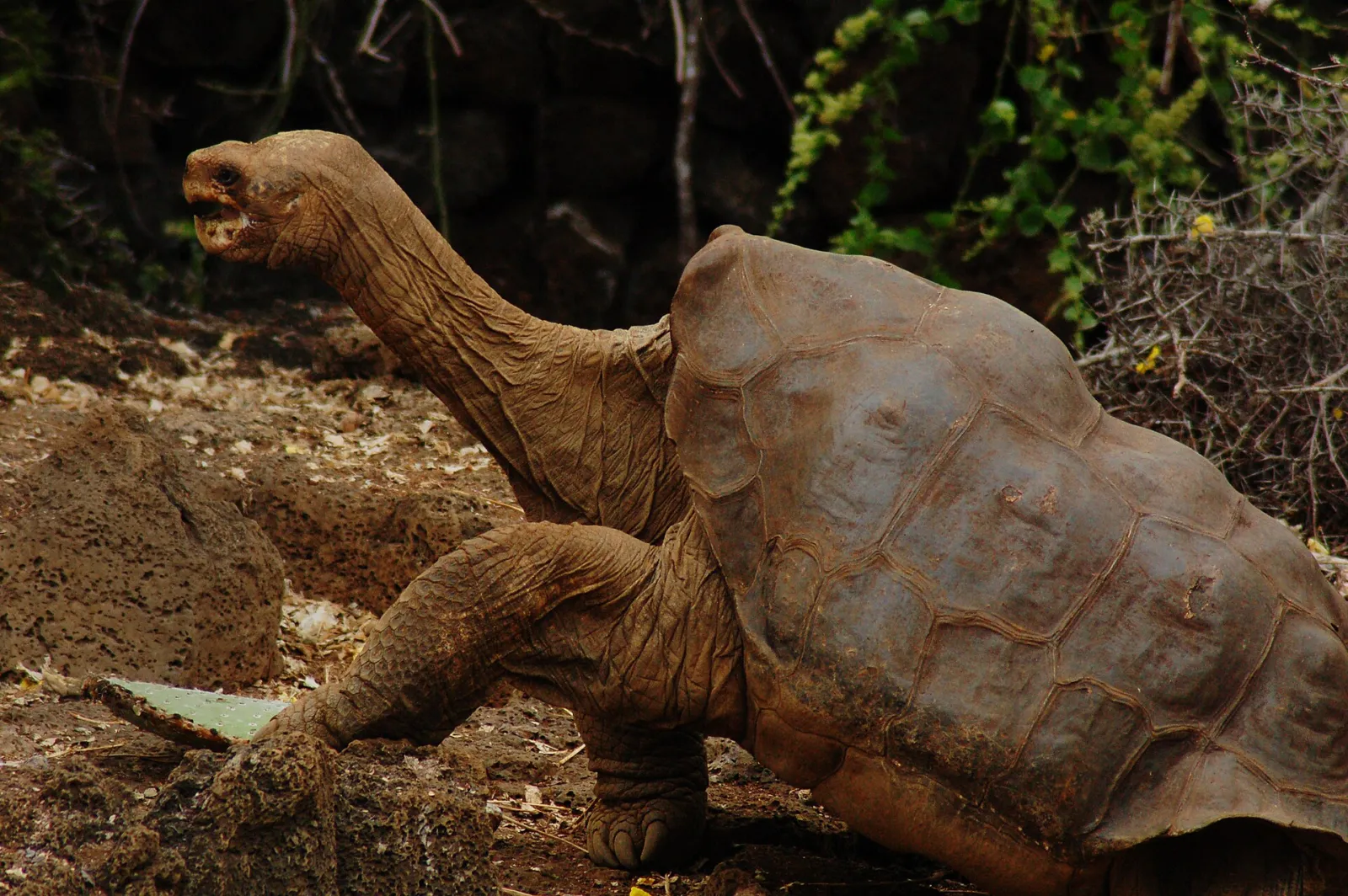 El Solitario George, tortuga gigante de la isla Pinta, fotografiado en 2009
