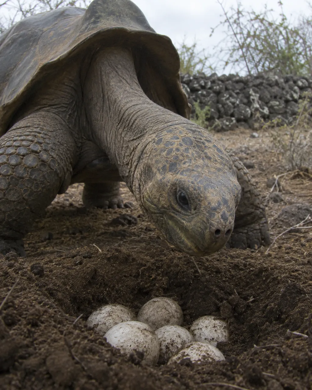 Huevos blancos y redondos de tortuga gigante, semienterrados en un hoyo poco profundo de tierra seca dentro de un corral