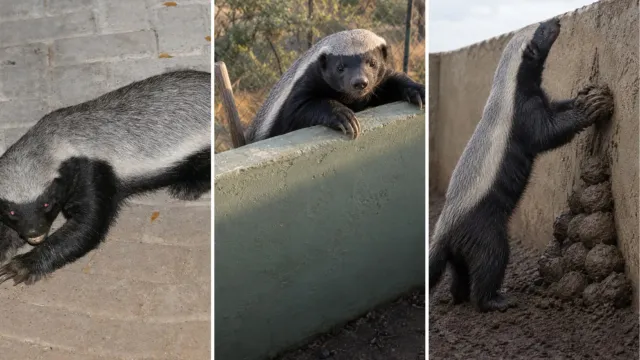 Le quitaron ramas, árboles y piedras, y Stoffel, el tejón de la miel, siguió escapando