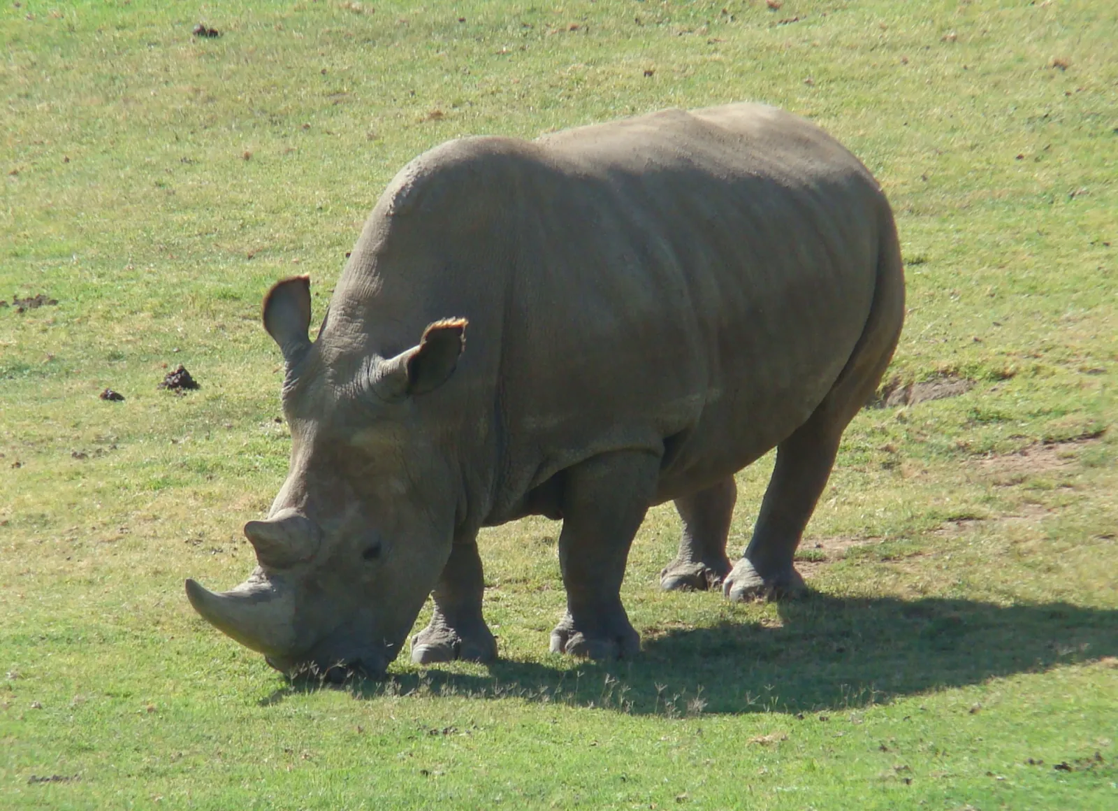 Angalifu, macho de rinoceronte blanco del norte, pastando en un prado