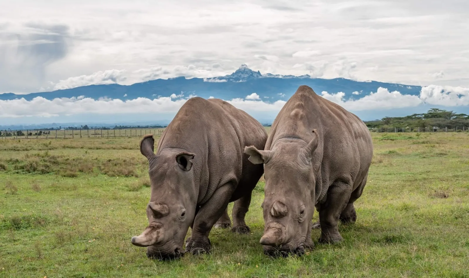 Najin y Fatu, dos hembras de rinoceronte blanco del norte, pastan juntas con el monte Kenia de fondo
