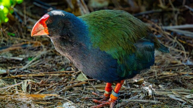 Takahe de plumaje azul y verde y pico rojo caminando entre hojas secas
