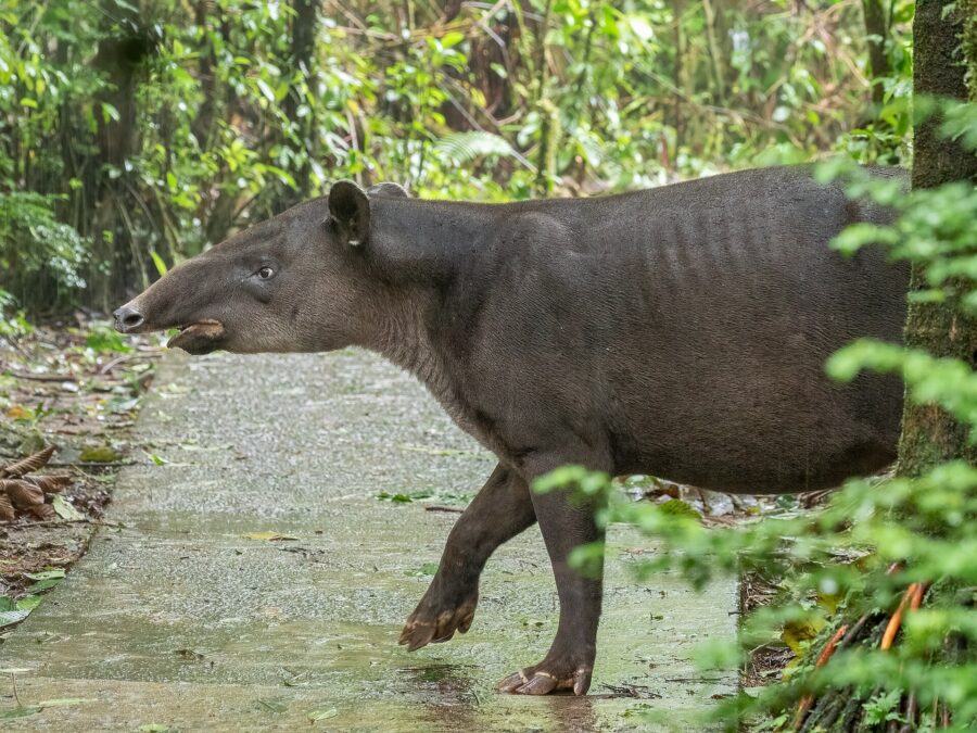 Tapir centroamericano caminando junto a un sendero en el bosque