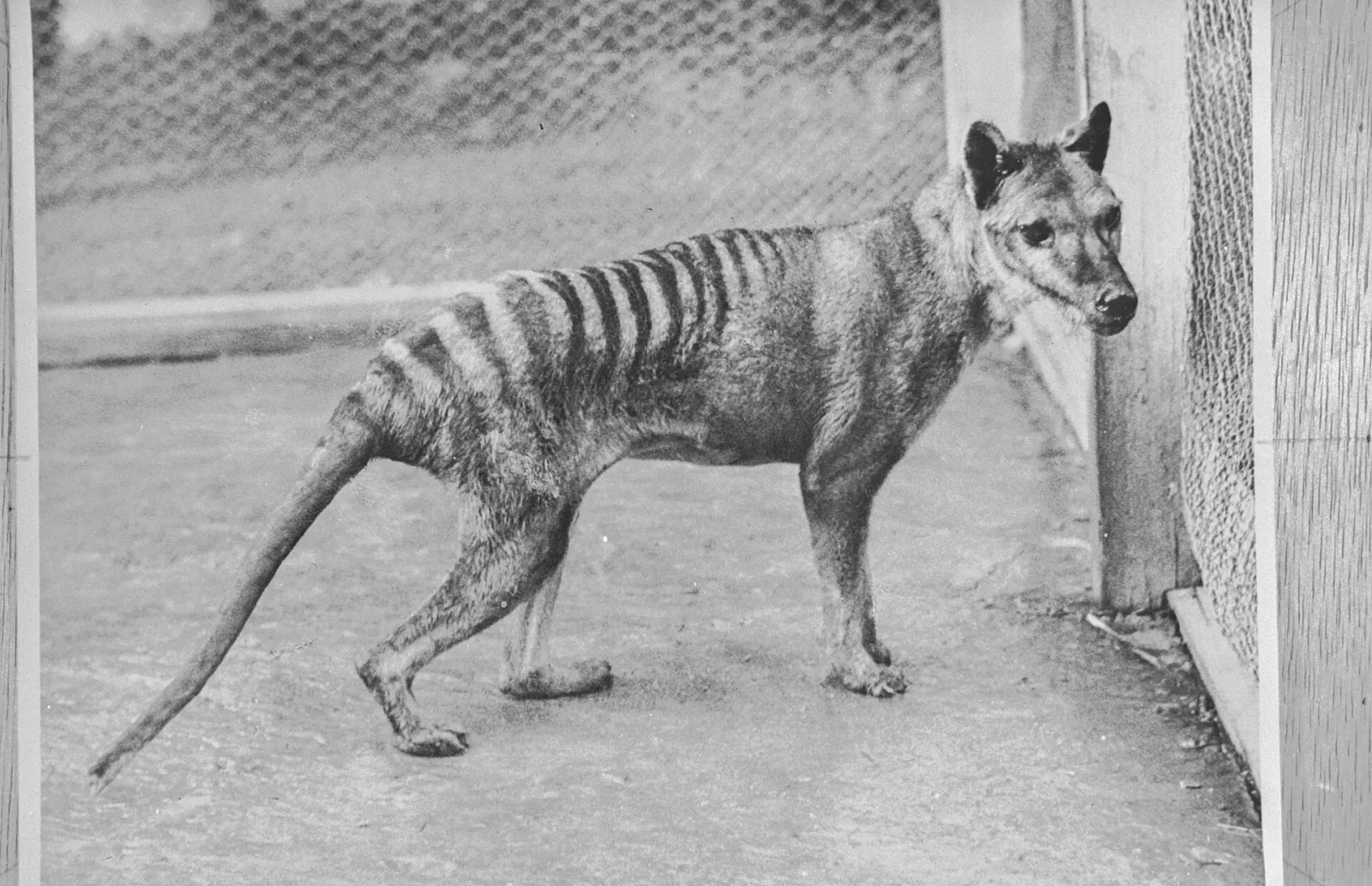 Fotografía de archivo en blanco y negro de un tilacino en el zoológico de Beaumaris, en Hobart, en 1936