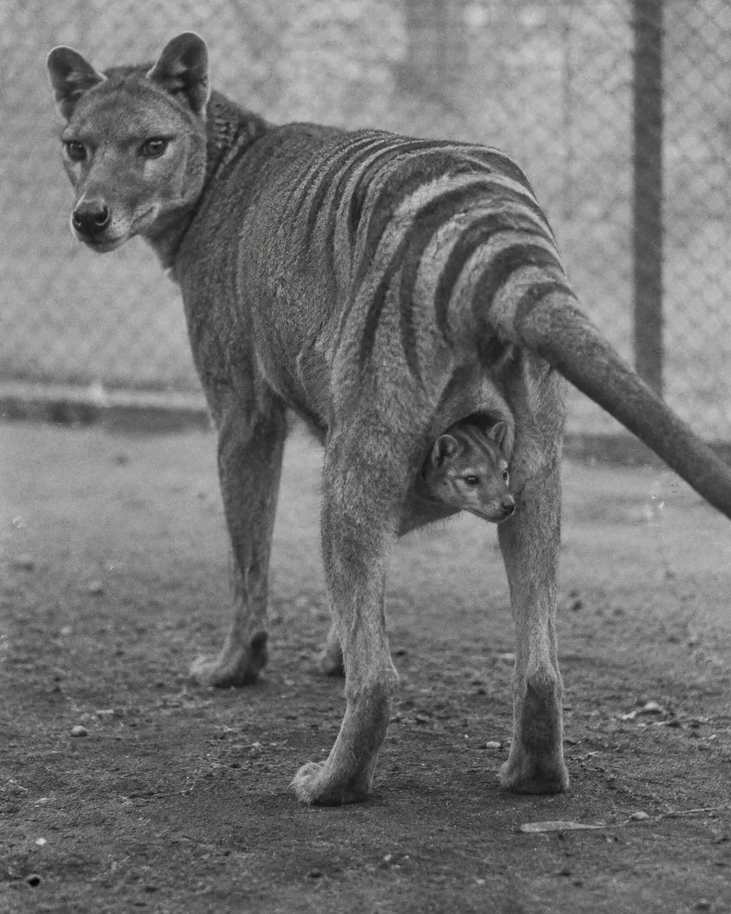 Hembra adulta de tilacino de pie sobre tierra apisonada dentro de un recinto de malla de alambre, en blanco y negro