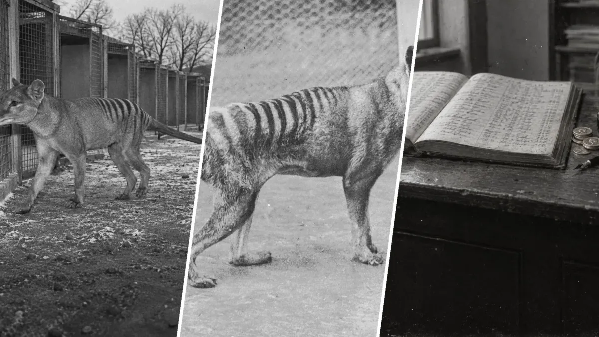 La cámara que filmó a un tigre de Tasmania sin saber que despedía a su especie