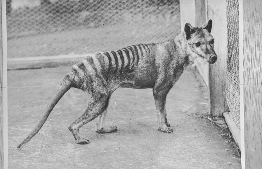 Fotografía en blanco y negro de un tilacino de lomo rayado en su recinto