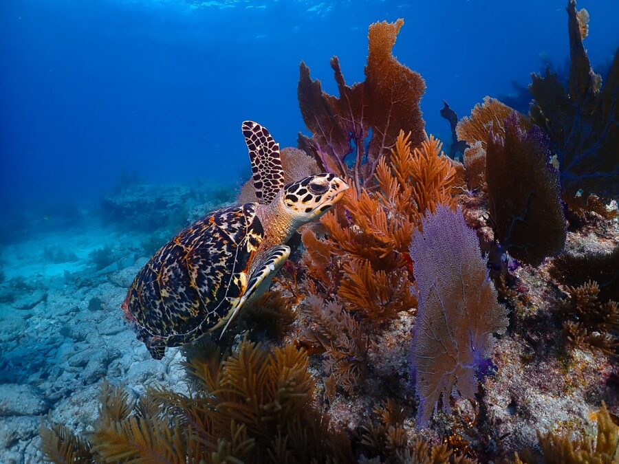 Tortuga carey nadando sobre un arrecife de coral