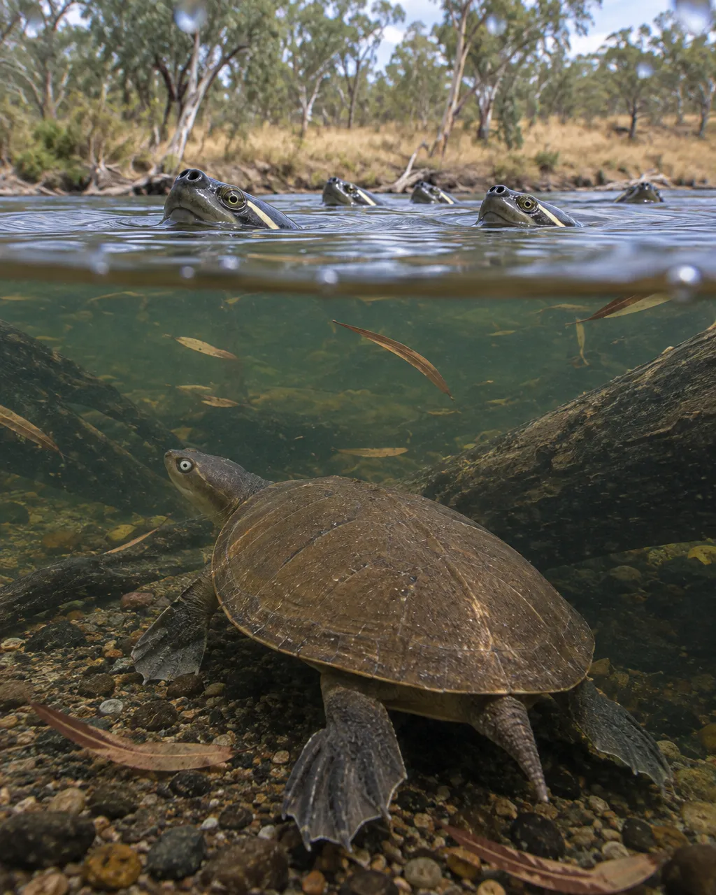 Escena dividida por la línea del agua en una poza junto a un rápido: arriba, tortugas que asoman la nariz a la superficie; abajo, una tortuga quieta en el fondo.