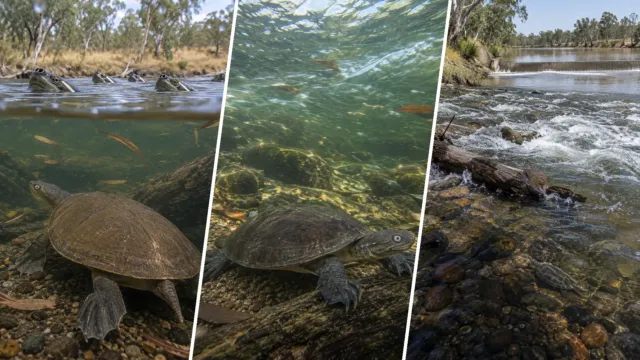 La tortuga australiana que respira por el trasero y puede pasar días bajo el agua