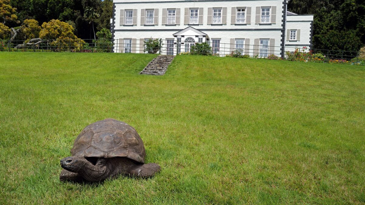 Tortuga gigante sobre el césped frente a una casa blanca de estilo colonial