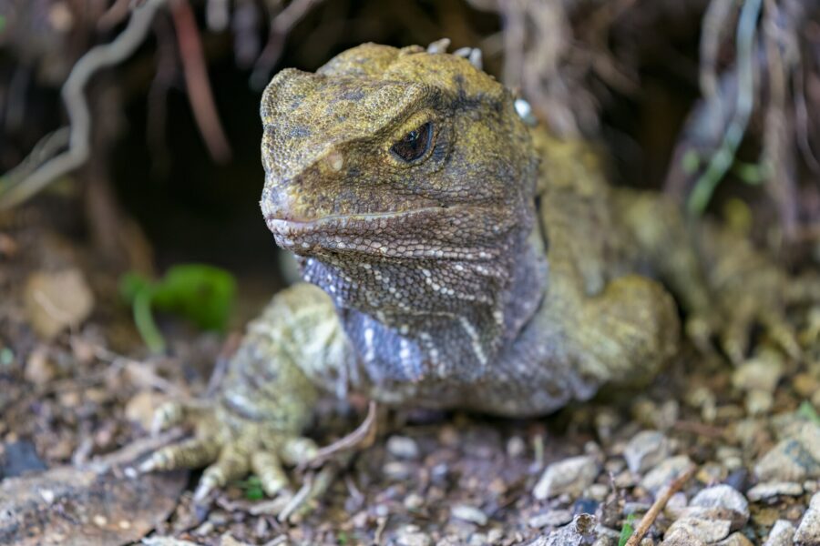 Tuatara verde grisáceo con su cresta de espinas, entre hojas secas
