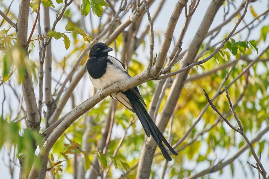 Urraca blanca y negra de cola larga posada en una rama